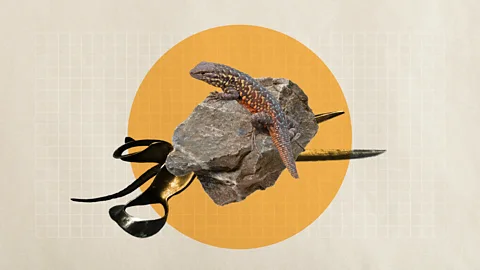 Getty Images/Alamy/Javier Hirschfeld In human cultures where cheating is common, being sexually free-floating is more advantageous than being monogamous (Credit: Getty Images/Alamy/Javier Hirschfeld).