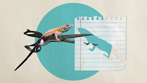 Getty Images/Alamy/Javier Hirschfeld In some species, males can’t tell when their mates are fertile – in these cases, monogamy is generally the best strategy (Credit: Getty Images/Alamy/Javier Hirschfeld).