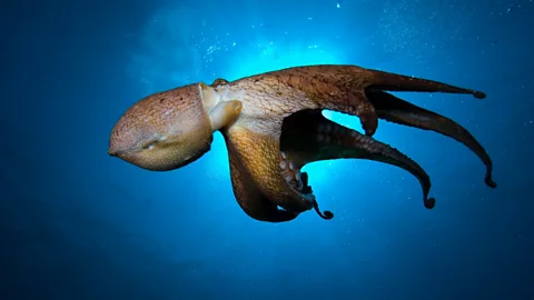 Alamy While radical change worked for Craig Foster, Stela Salminen says there are other ways to recover from burnout