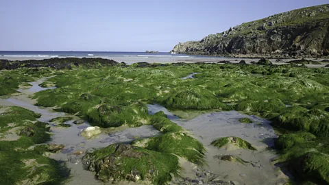 Focus_on_Nature/Getty Images Clumps of seaweed on low-tide beach in Finistere