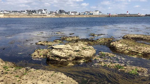 Nicola Williams The rocky headlands around Brittany's coast make this the perfect location for algaculture (Credit: Nicola Williams)