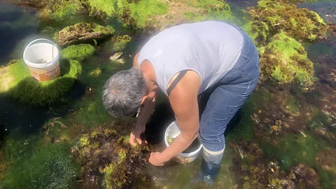 Nicola Williams At the height of wild seaweed season in April, Scarlette Le Corre typically gathers 10 tonnes of thongweed, Breton kombu and royal kombu (Credit: Nicola Williams)