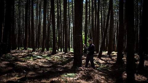 Susan Girón Deep in the forests of Spain's autonomous Castilla y León province, workers carry out the age-old practice of resin tapping (Credit: Susan Girón)