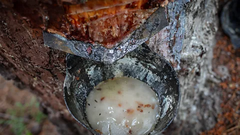 Susana Girón The thick, milky-white sap of resin is used to make things like plastics, varnishes, glues, tyres, rubber, turpentine and even food additives (Credit: Susana Girón)