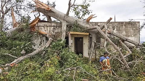 Getty Images A woman in Macomia, northern Mozambique assesses the damage after a mature baobab tree slammed into her home during Cyclone Kenneth in 2019 (Credit: Getty Images)