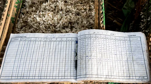 Ahmed Emad Jasmine blossom picking is laborious and is not financially rewarding for many (Credit: Ahmed Emad)