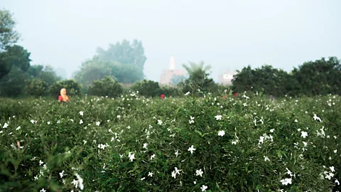 Ahmed Emad The village of Shubra Beloula is an essential player in the world's perfume industry (Credit: Ahmed Emad)