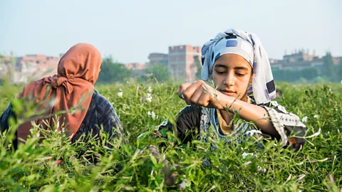 Ahmed Emad Everyone in Shubra Beloula, including children, pick jasmine flowers (Credit: Ahmed Emad)
