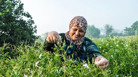 Ahmed Emad In Shubra Beloula, Jasmine blossoms are picked carefully, one by one, to keep their oils