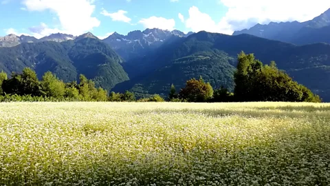 Accademia del Pizzocchero di Teglio Today, only 50 acres of buckwheat are farmed in the Valtellina valley, primarily in Teglio (Credit: Accademia del Pizzocchero di Teglio)
