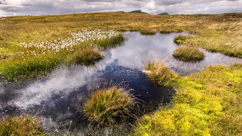Alamy Around 80% of the UK's peat bogs have already been damaged or destroyed (Credit: Alamy)