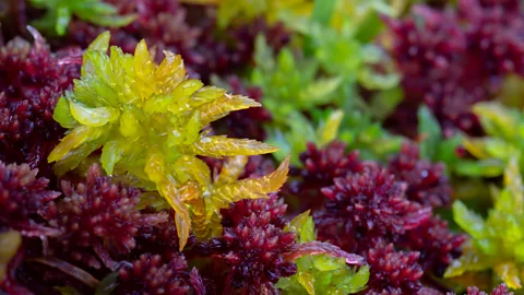 Alamy Peat bogs are found all over the world, mostly in the Northern Hemisphere. The largest is found in Russia (Credit: Alamy)
