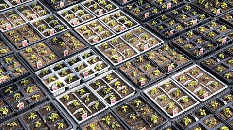 Alamy Which peat-free compost alternative is best can depend on what you're trying to grow (Credit: Alamy)