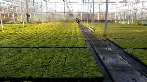 BeadaMoss Sphagnum moss has a naturally spongy texture, which holds onto both water and air – ideal for developing roots (Credit: BeadaMoss)