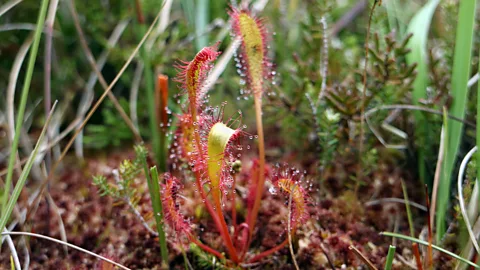 Alamy Many carnivorous plants naturally inhabit peat bogs, so formulating peat-free compost that works for them can be a challenge (Credit: Alamy)