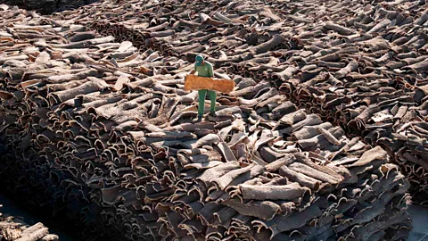 Amorim Cork oak bark is prized for its lightweight, elastic qualities which makes it ideal for a number of uses including as wine stoppers (Credit: Amorim)