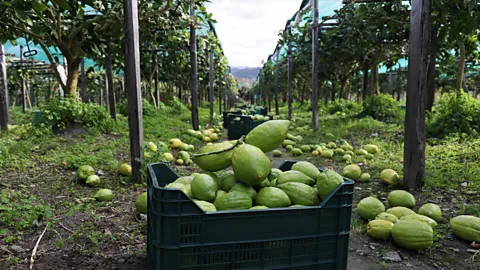 Eugenio Magurno - Giovanni Carnevale/Consorzio del Cedro di Calabria Citron growing is intensive work and remains an extremely niche industry (Credit: Eugenio Magurno - Giovanni Carnevale/Consorzio del Cedro di Calabria)