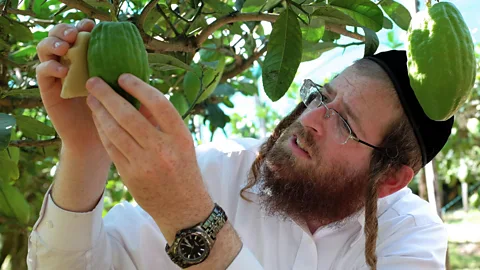 Alberto Pizzoli/AFP/Getty Images Each summer, Hasidic rabbis travel to Calabria to select the best citrons for the Jewish holiday of Sukkot (Credit: Alberto Pizzoli/AFP/Getty Images)
