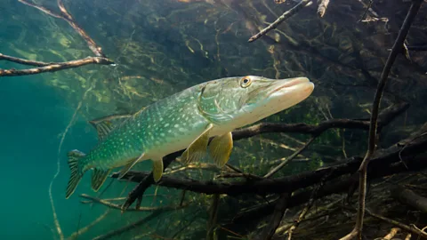 Alamy A northern pike swimming in a lake in Germany (Credit: Alamy)