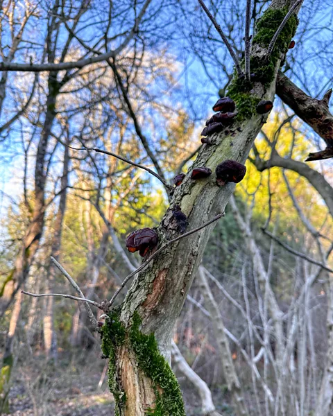 Daniel Stables While many mushrooms in the UK are poisonous, the wood-ear is harmless (and largely tasteless) (Credit: Daniel Stables)