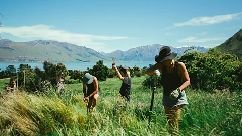 Lake Hāwea Station Advocates say the diversity of plant, microbe and animal life can be improved on regenerative farms (Credit: Lake Hāwea Station)