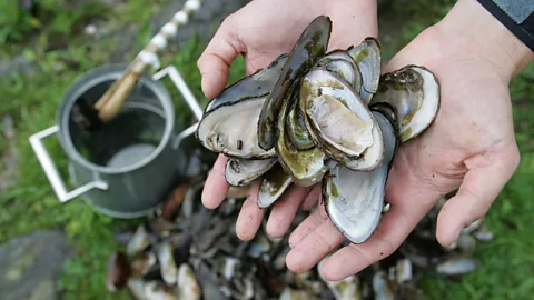 Epic Scotland Ltd/Alamy Scottish freshwater pearl mussels are among the world's most critically endangered creatures (Credit: Epic Scotland Ltd/Alamy)