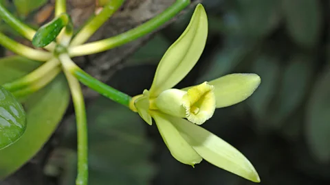 WildlifeGmbH/Alamy Vanilla is an orchid that originated in Mexico (Credit: WildlifeGmbH/Alamy)