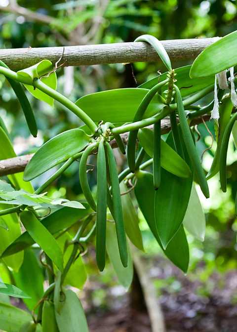 Michal Moravcik/Alamy These vanilla pods hang on the vine ahead of drying (Credit: Michal Moravcik/Alamy)