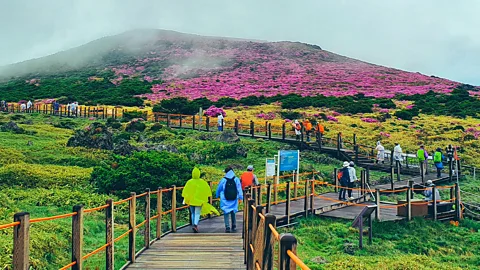 july7th/Getty Images Hallasan National Park on Jeju Island is a much-loved spot for hiking and wildlife spotting (Credit: july7th/Getty Images)