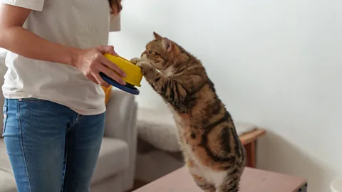 Getty Images Experts say humans are increasingly prioritising the health of their pets over their own – including their diets (Credit: Getty Images)