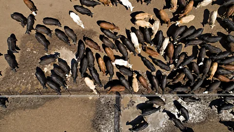 Getty Images One single cattle feedlot in California produces more methane than the state's biggest oil and gas fields (Credit: Getty Images)