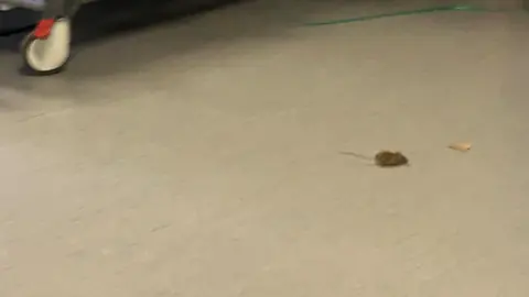 Supplied A mouse on the floor of a hospital ward