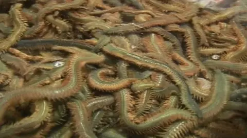 Ragworms