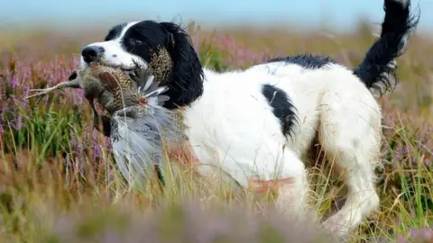PA Media Dog and grouse