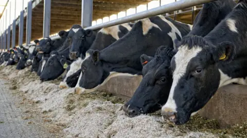 Getty Images cattle feeding