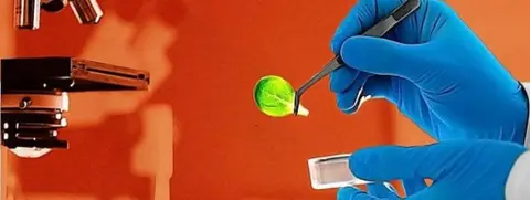 Getty Images A scientist picking up a plant leaf