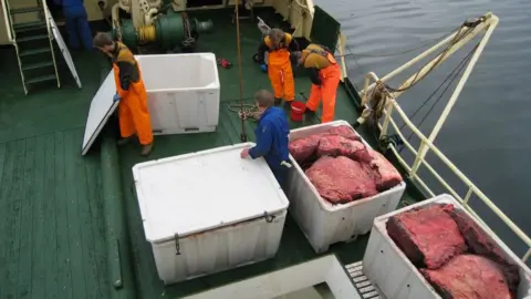 Myklebus Whale Products Norwegian whalers boxing up whale meat on their ship