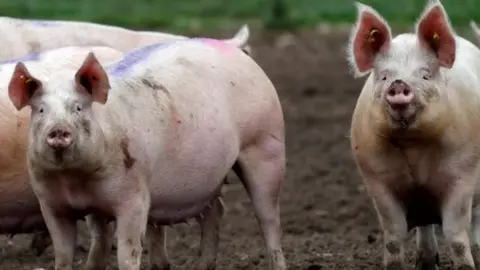 Reuters pigs