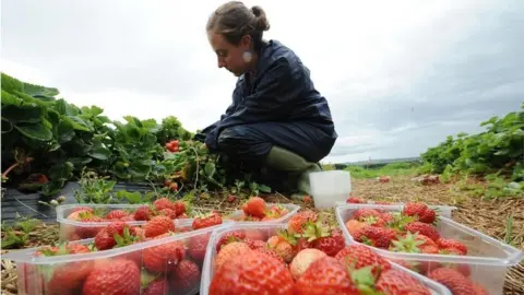 PA Media Fruit pickers