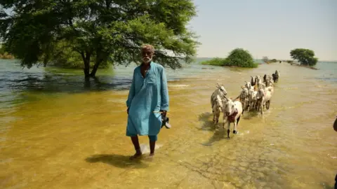 Getty Images Victims of flooding from monsoon rains carry grasses for their cattle after their flooded home in Sehwan, Pakistan