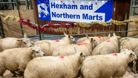 Robert Smith Sheep at Hexham and Northern Marts