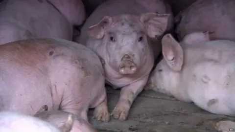 BBC Pigs