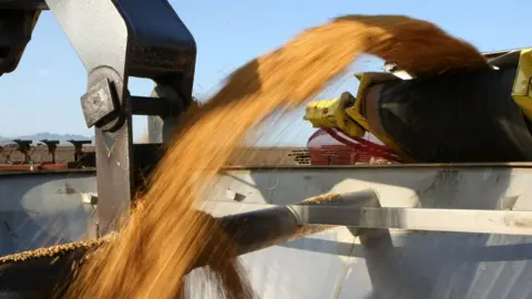 Getty Images Machine transfers rice seeds to bucket