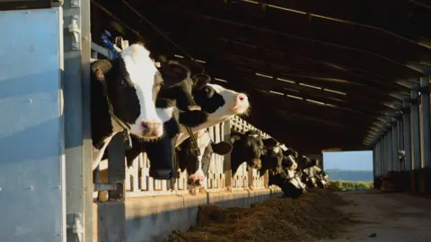 Getty Images Cows