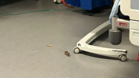 Supplied A mouse on the floor of a hospital ward with a hospital trolley in the background
