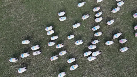 An aerial view of sheep walking through a field. The sheep have white fleeces with orange blue and pink stripes on their backs and black faces.